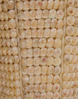Shell Plant Pot