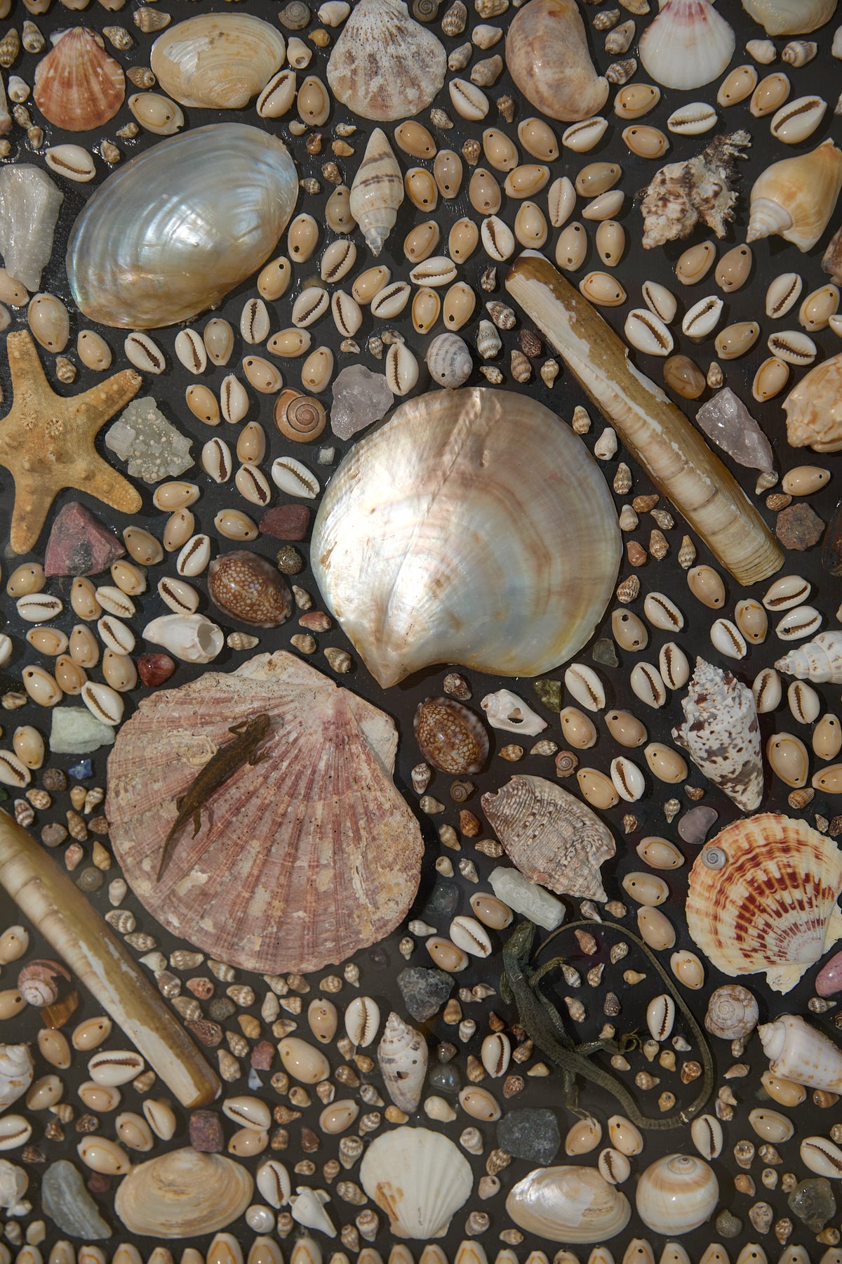 Framed Mosaic Shell Wall Display