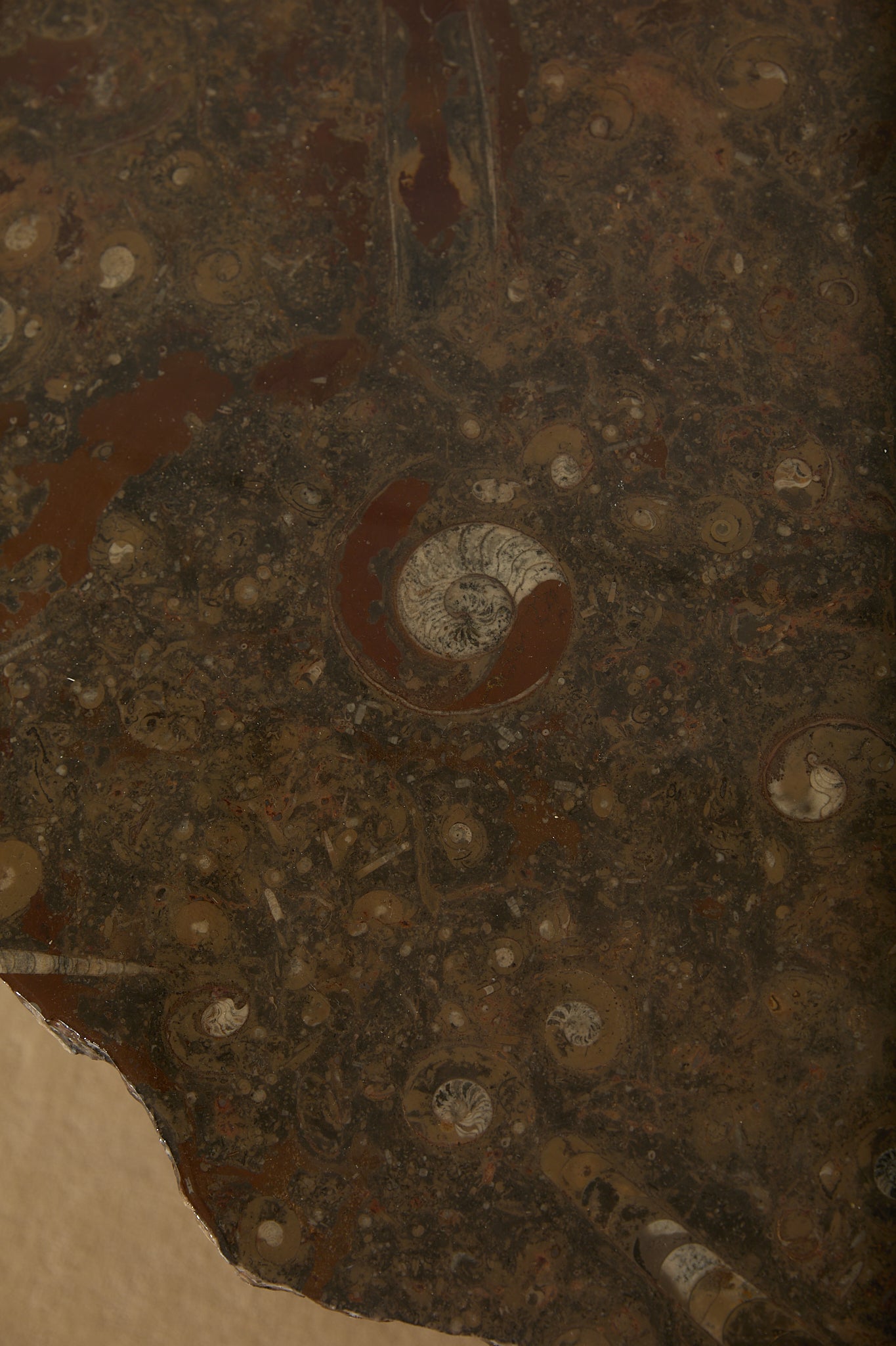 Primitive Orthoceras Fossil Cocktail Table – Devonian Limestone Slab on Wood Trestle Base