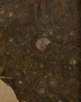 Primitive Orthoceras Fossil Cocktail Table – Devonian Limestone Slab on Wood Trestle Base