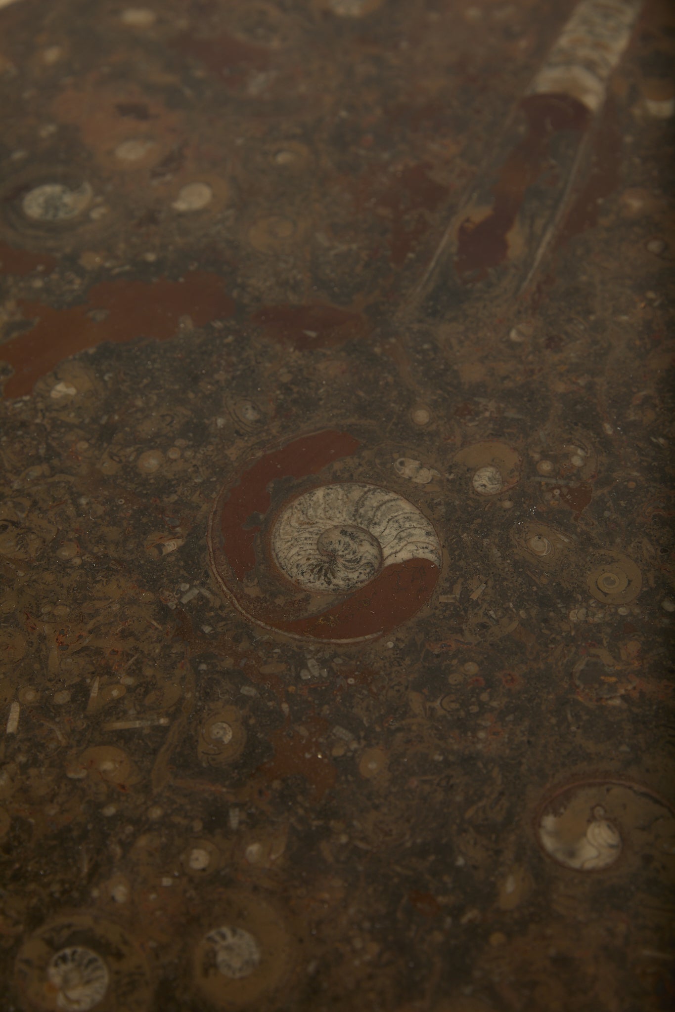 Primitive Orthoceras Fossil Cocktail Table – Devonian Limestone Slab on Wood Trestle Base
