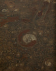 Primitive Orthoceras Fossil Cocktail Table – Devonian Limestone Slab on Wood Trestle Base