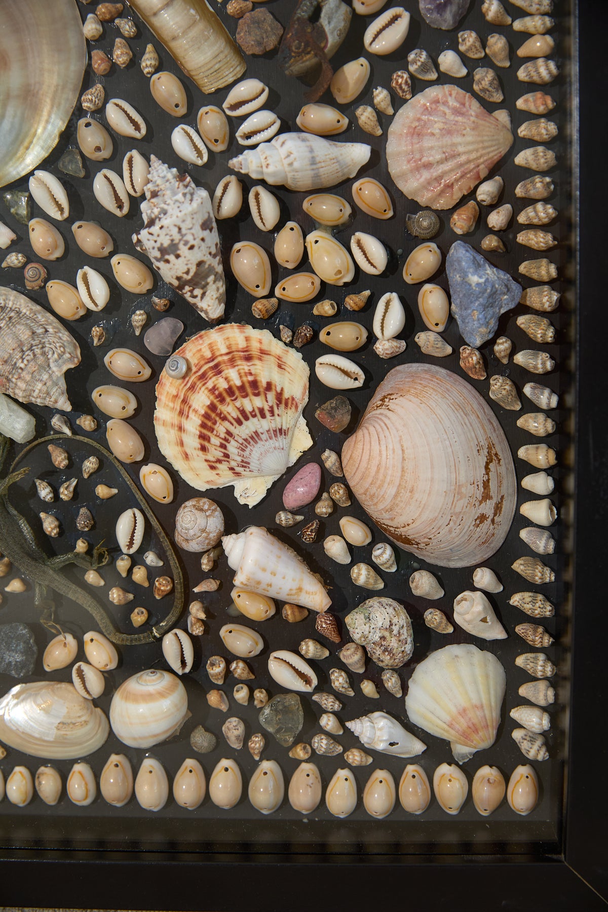 Framed Mosaic Shell Wall Display
