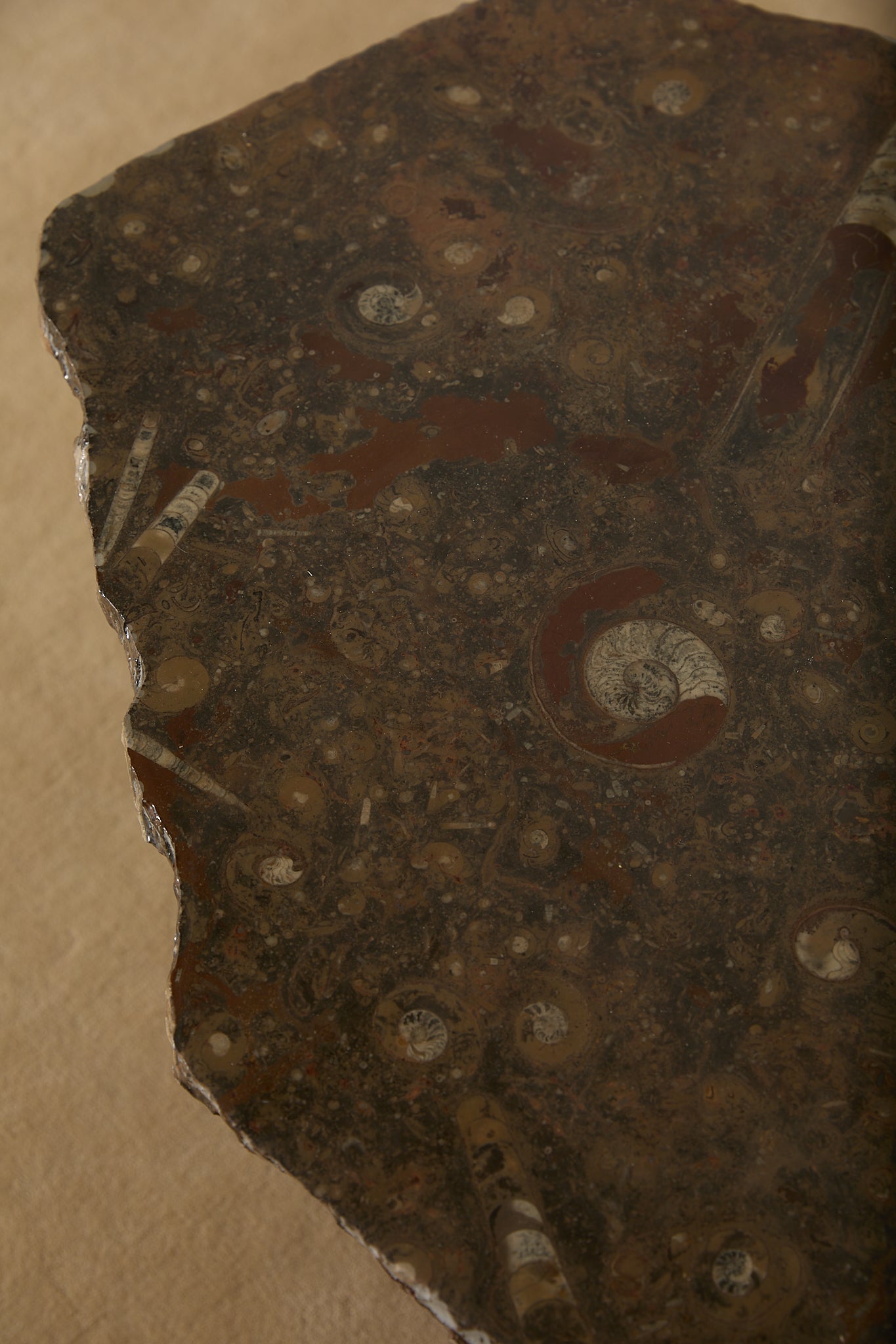 Primitive Orthoceras Fossil Cocktail Table – Devonian Limestone Slab on Wood Trestle Base