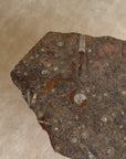 Primitive Orthoceras Fossil Cocktail Table – Devonian Limestone Slab on Wood Trestle Base